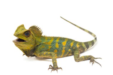 Bukalemun orman ejderhası / Gonocephalus chamaeleontinus beyaz arka planda izole edilmiş.