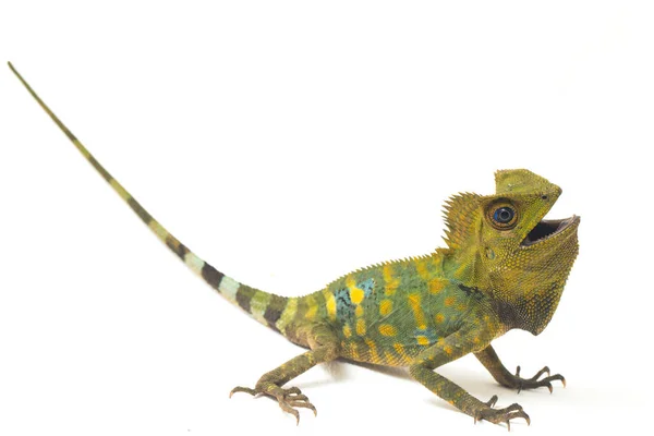 Chameleon Forest Dragon Gonocephalus Chamaeleontinus Isolated White Background — Stock Photo, Image