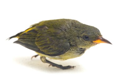 Kırmızı başlı çiçek gagalı (