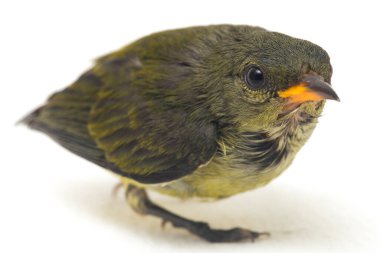 Kırmızı başlı çiçek gagalı (