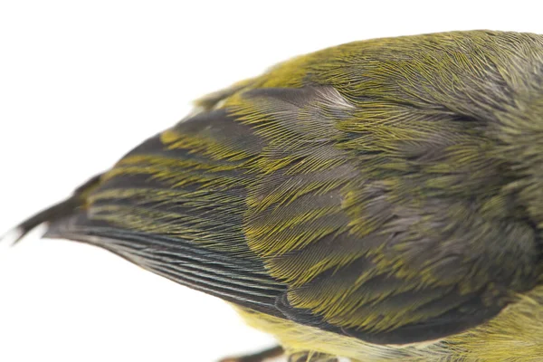 Kırmızı Başlı Çiçek Gagalı Dicaeum Trochileum Dicaeidae Familyasından Bir Kuş — Stok fotoğraf