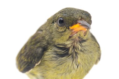 Kırmızı başlı çiçek gagalı (