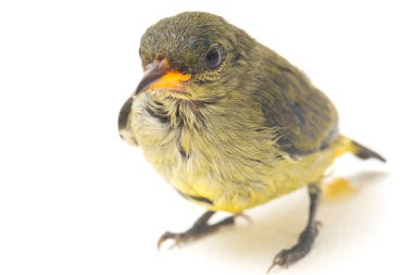 Kırmızı başlı çiçek gagalı (