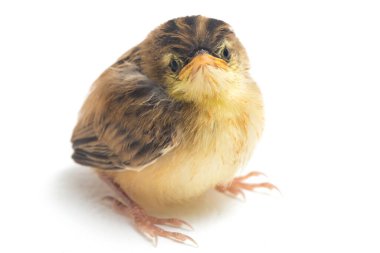 Beyaz zemin üzerinde genç Zitting Cisticola Bird (Cisticola juncidis) izole