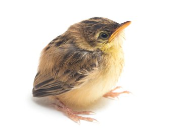 Beyaz zemin üzerinde genç Zitting Cisticola Bird (Cisticola juncidis) izole