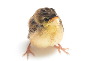 Beyaz zemin üzerinde genç Zitting Cisticola Bird (Cisticola juncidis) izole
