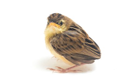Beyaz zemin üzerinde genç Zitting Cisticola Bird (Cisticola juncidis) izole