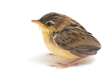 Beyaz zemin üzerinde genç Zitting Cisticola Bird (Cisticola juncidis) izole
