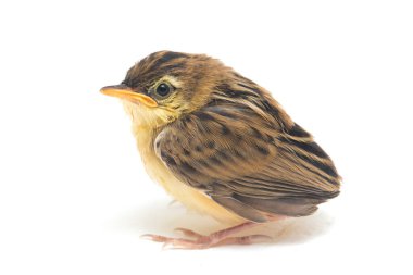 Beyaz zemin üzerinde genç Zitting Cisticola Bird (Cisticola juncidis) izole