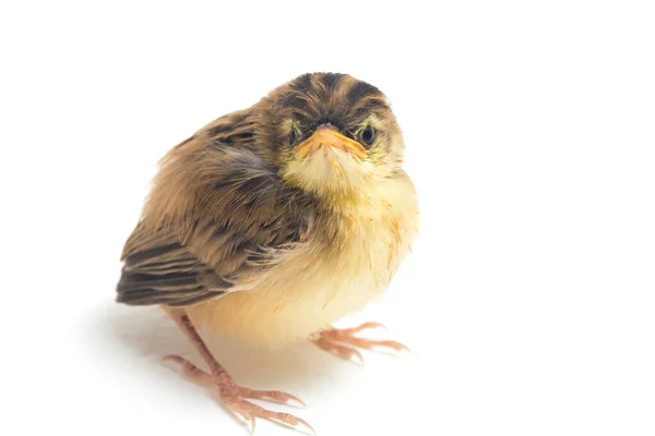 Птица Цистикола Cisticola Juncidis Изолирована Белом Фоне — стоковое фото