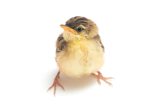 Young Zitting Cisticola Bird Cisticola Juncidis Isolated White Background — Stock Photo, Image