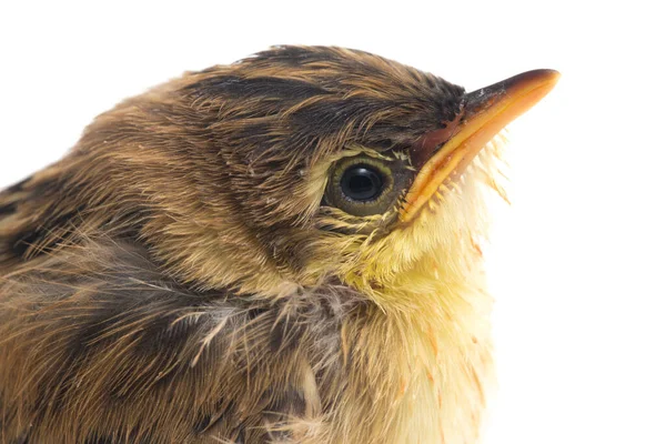 Fiatal Zitting Cisticola Bird Cisticola Juncidis Elszigetelt Fehér Alapon — Stock Fotó