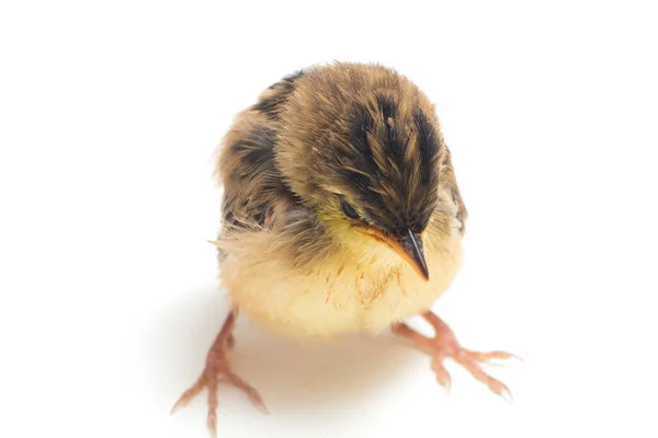 Птица Цистикола Cisticola Juncidis Изолирована Белом Фоне — стоковое фото