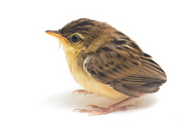Beyaz zemin üzerinde genç Zitting Cisticola Bird (Cisticola juncidis) izole