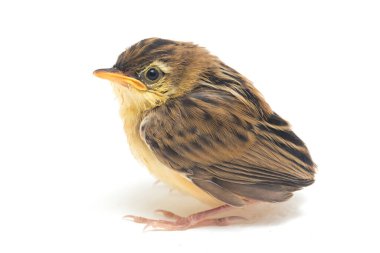 Beyaz zemin üzerinde genç Zitting Cisticola Bird (Cisticola juncidis) izole