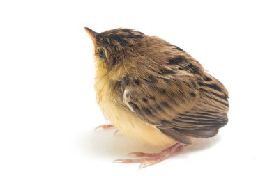 Beyaz zemin üzerinde genç Zitting Cisticola Bird (Cisticola juncidis) izole