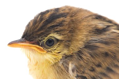 Beyaz zemin üzerinde genç Zitting Cisticola Bird (Cisticola juncidis) izole