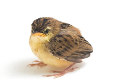 Beyaz zemin üzerinde genç Zitting Cisticola Bird (Cisticola juncidis) izole