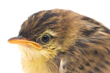 Beyaz zemin üzerinde genç Zitting Cisticola Bird (Cisticola juncidis) izole