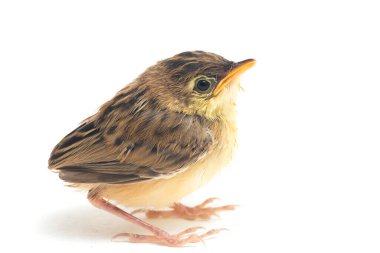 Beyaz zemin üzerinde genç Zitting Cisticola Bird (Cisticola juncidis) izole