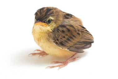 Beyaz zemin üzerinde genç Zitting Cisticola Bird (Cisticola juncidis) izole