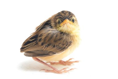 Beyaz zemin üzerinde genç Zitting Cisticola Bird (Cisticola juncidis) izole
