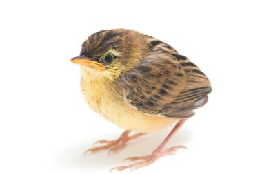 Beyaz zemin üzerinde genç Zitting Cisticola Bird (Cisticola juncidis) izole