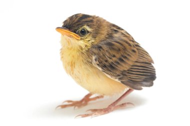Beyaz zemin üzerinde genç Zitting Cisticola Bird (Cisticola juncidis) izole