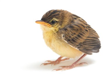 Beyaz zemin üzerinde genç Zitting Cisticola Bird (Cisticola juncidis) izole