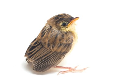 Beyaz zemin üzerinde genç Zitting Cisticola Bird (Cisticola juncidis) izole