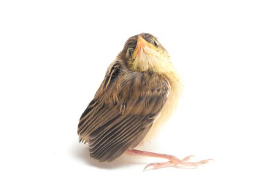 Beyaz zemin üzerinde genç Zitting Cisticola Bird (Cisticola juncidis) izole