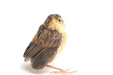Beyaz zemin üzerinde genç Zitting Cisticola Bird (Cisticola juncidis) izole
