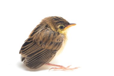 Beyaz zemin üzerinde genç Zitting Cisticola Bird (Cisticola juncidis) izole