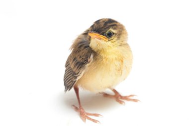 Beyaz zemin üzerinde genç Zitting Cisticola Bird (Cisticola juncidis) izole