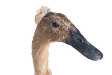 Indian Runner Duck, Anas platyrhynchos domesticus, beyaz arka planda izole edilmiş.