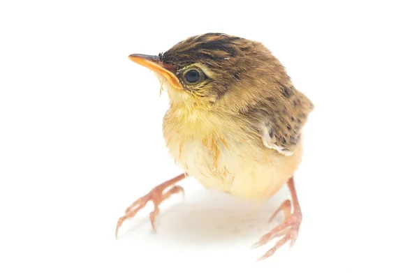 Młody Ptak Żyjący Cisticola Juncidis Izolowany Białym Tle — Zdjęcie stockowe