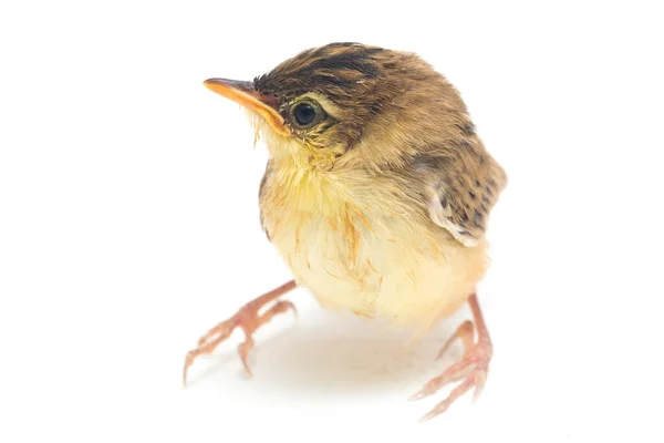 Młody Ptak Żyjący Cisticola Juncidis Izolowany Białym Tle — Zdjęcie stockowe