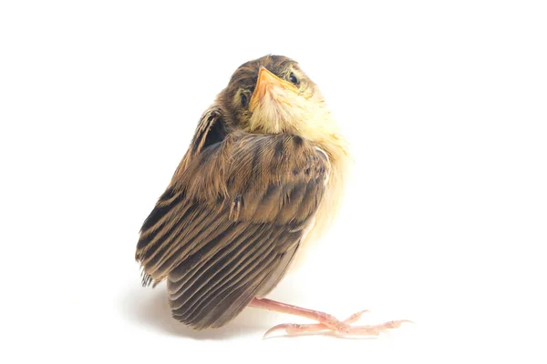 在白色背景下被分离的幼小Zitting Cisticola Bird Cisticola Juncidis — 图库照片
