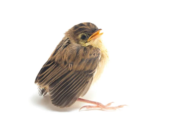 Птица Цистикола Cisticola Juncidis Изолирована Белом Фоне — стоковое фото