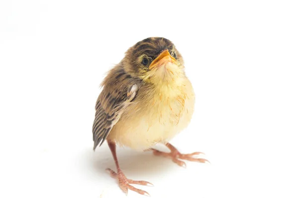 Птица Цистикола Cisticola Juncidis Изолирована Белом Фоне — стоковое фото