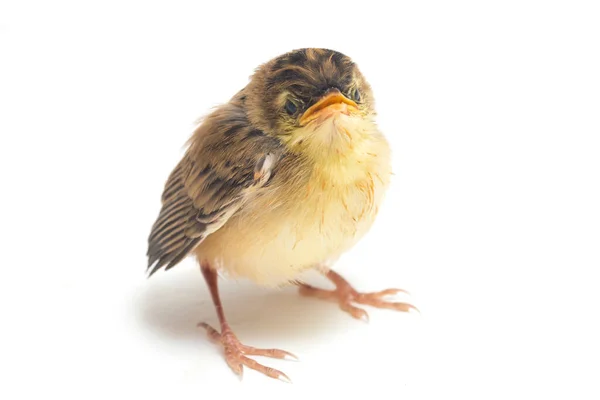 Птица Цистикола Cisticola Juncidis Изолирована Белом Фоне — стоковое фото