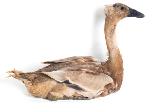 Indian Runner Duck Anas Platyrhynchos Domesticus Isolado Fundo Branco — Fotografia de Stock
