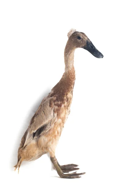 Indian Runner Duck Anas Platyrhynchos Domesticus Isolated White Background — Stock Photo, Image