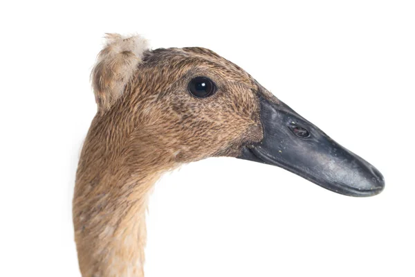 Indian Runner Duck Anas Platyrhynchos Domesticus Isolado Fundo Branco — Fotografia de Stock