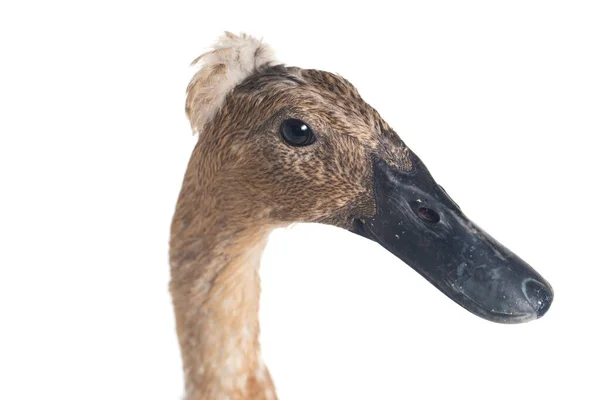 Indian Runner Duck Anas Platyrhynchos Domesticus Isolado Fundo Branco — Fotografia de Stock