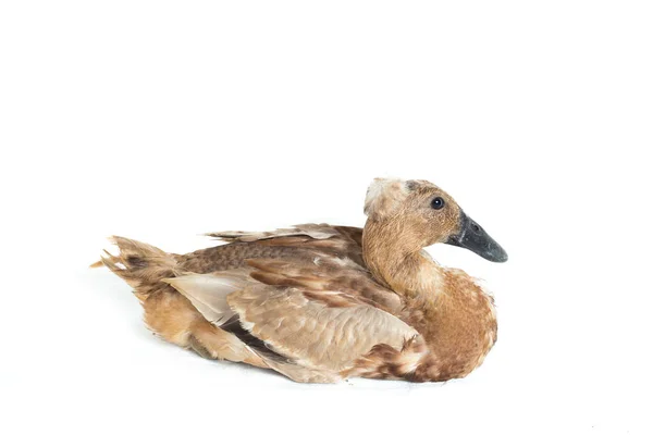 Indian Runner Duck Anas Platyrhynchos Domesticus Isolado Fundo Branco — Fotografia de Stock