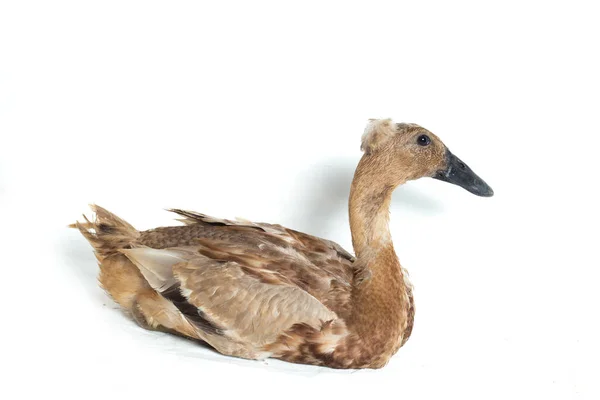 Indian Runner Duck Anas Platyrhynchos Domesticus Isolerad Vit Bakgrund — Stockfoto