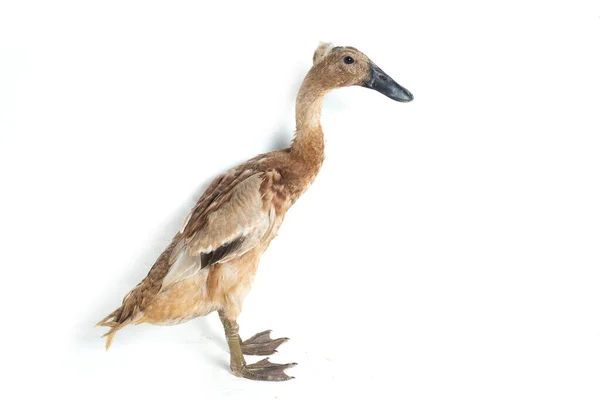 Indian Runner Duck Anas Platyrhynchos Domesticus Isolado Fundo Branco — Fotografia de Stock