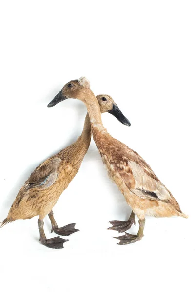 Dvojice Indiánských Běžců Duck Anas Platyrhynchos Domesticus Izolované Bílém Pozadí — Stock fotografie