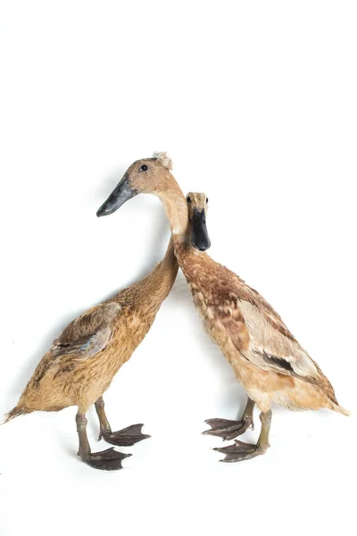 Pair Indian Runner Duck Anas Platyrhynchos Domesticus Isolated White Background — Stock Photo, Image